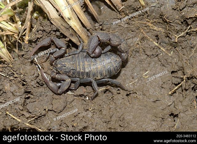 Dorsal side of Black scorpion - Hottentotta vinchu, new species Distribution - Western ghats, Habitat, Moist decideous forests, Grasslands