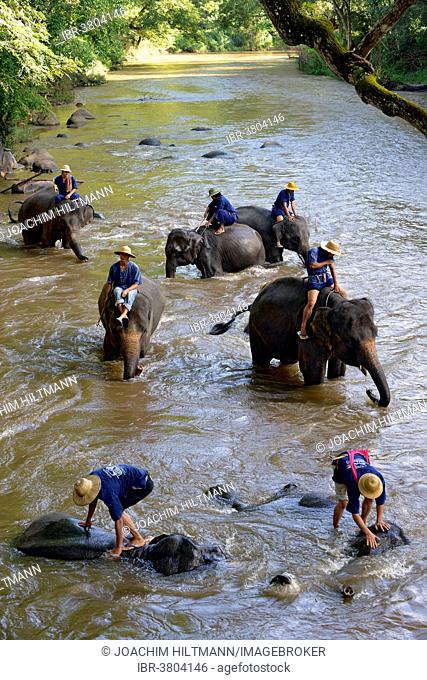 Mahouts bathing their Asian or Asiatic Elephants (Elephas maximus) in the Mae Tang River, Maetaman Elephant Camp, Chiang Mai Province, Northern Thailand