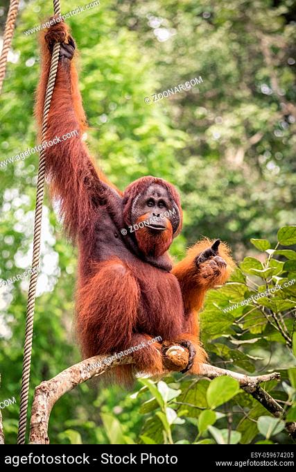 The adult male of the Orangutan living in the Malaysian part of Borneo