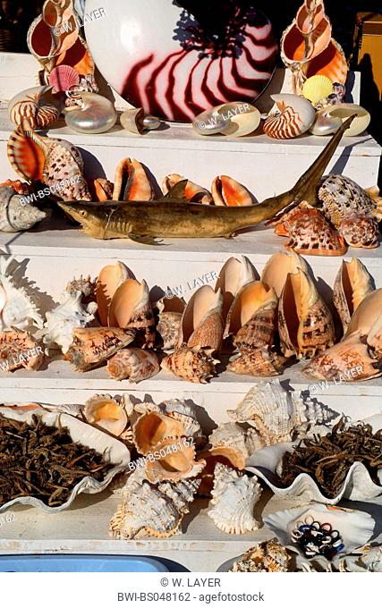 sales booth with sea animals, Greece, Rhodes