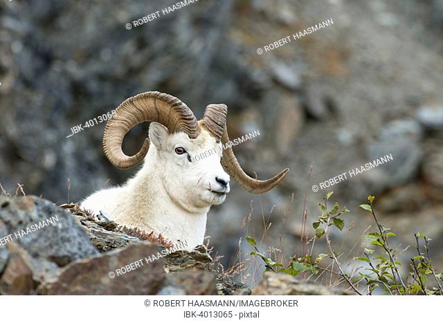 Dall Sheep (Ovis dalli), Denali National Park, Alaska, United States