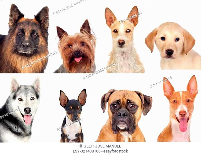 Photo collage of different breeds of dogs