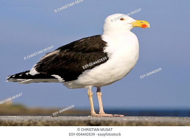 Closeup Great Black-backed Gull