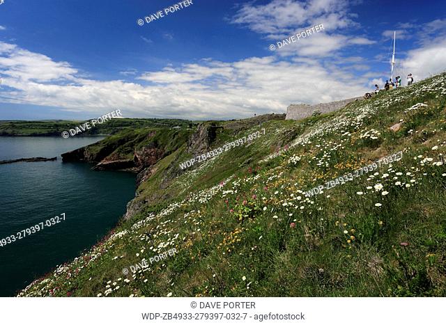 Summer, wildflowers and cliffs at Berry Head National Nature Reserve, Torbay, English Riviera, Devon County, England, UK