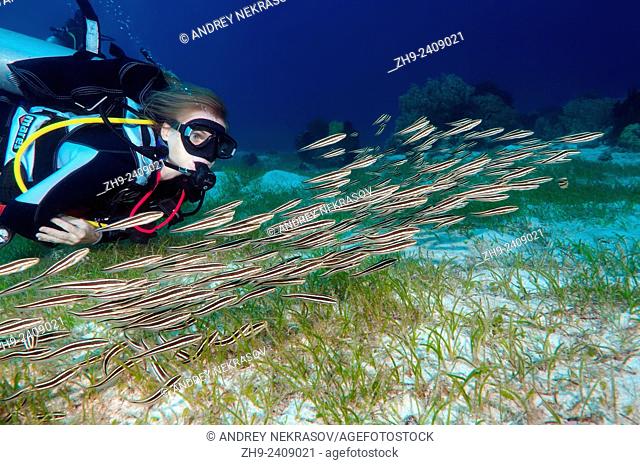 Diver looking at a school of fish striped Eel Catfish (Plotosus lineatus) Bohol Sea, Cebu, Philippines, Southeast Asia