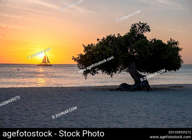 Sunset at Eagle Beach Aruba, Divi Dive Trees on the shoreline of Eagle Beach in Aruba