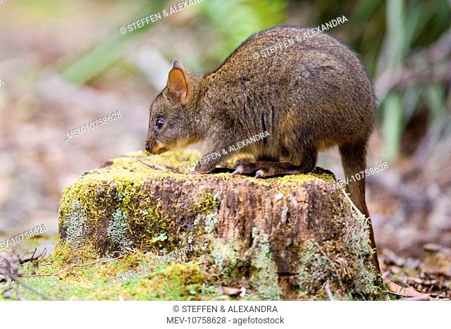 Tasmanian Pademelon - young one sitting on a moss-covered tree stump (Thylogale billardierii)