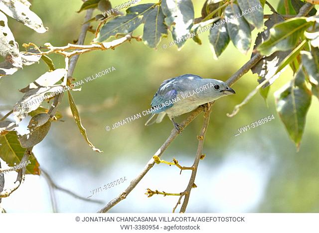 Blue-gray tanager (Thraupis episcopus), beautiful specimen perched on the branches of a tree. lima - Perú