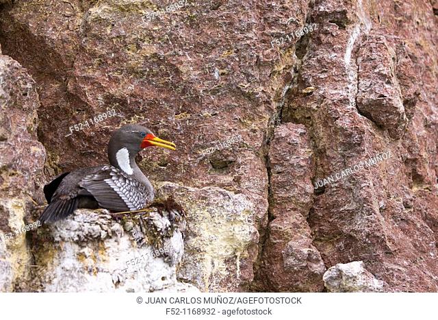Red-legged Cormorant (Phalacrocorax gaimardi), Ria Deseado, Puerto Deseado, Patagonia, Argentina