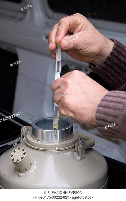Cattle farming, removing straws of embryos from flask containing liquid nitrogen for embryo transfer into recipient cows, England, April
