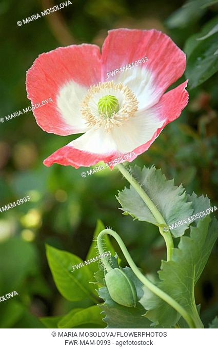Poppy, Papaver somniferum. Single, open flower with white petals edged in pink above bud on bent stem