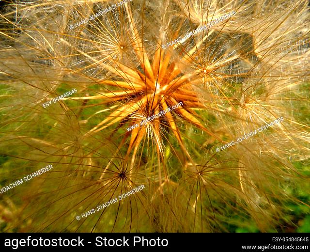 Blowball of a meadow salsify