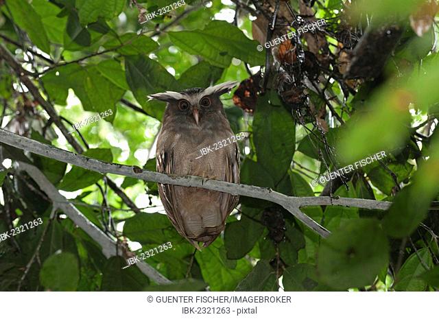 Crested owl (Lophostrix cristata), Tiputini, rainforest, Yasuni National Park, Ecuador, South America