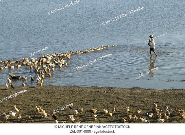 duck farmer hearding ducks in the lake near wooden foot bridge U Bein Bridge crossing the Taungthaman Lake near Amarapura in Mandalay Myanmar