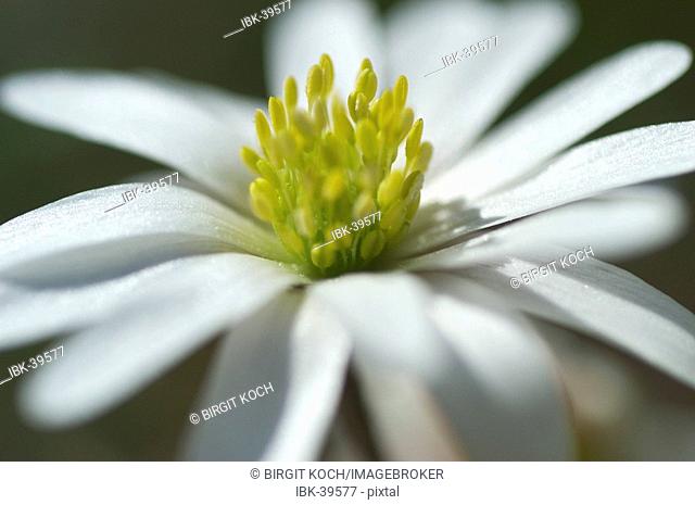 Spring Anemone blanda anemone bloom