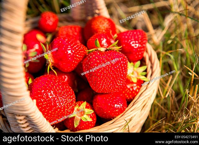 Wicker basket with red ripe strawberries on a background of yellow hay or yellow grass summer day