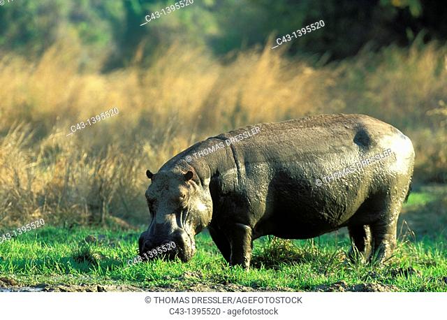 Hippopotamus Hippopotamus amphibius - Bull at a waterhole  South Luangwa National Park, Zambia