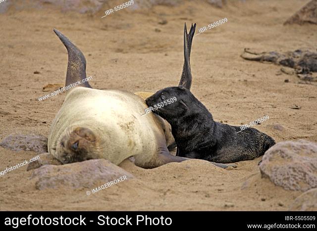 Cape fur seal, female suckling young, Cape Cross, pygmy fur seal, South African fur seal (Arctocephalus pusillus), South African fur seal, Namibia, Africa