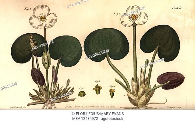 Frogbit, Hydrocharis morsus-ranae, Dioecia, female plant 1, 4, male plant 2, 3. Handcoloured copperplate engraving by F. Sansom of a botanical illustration by...