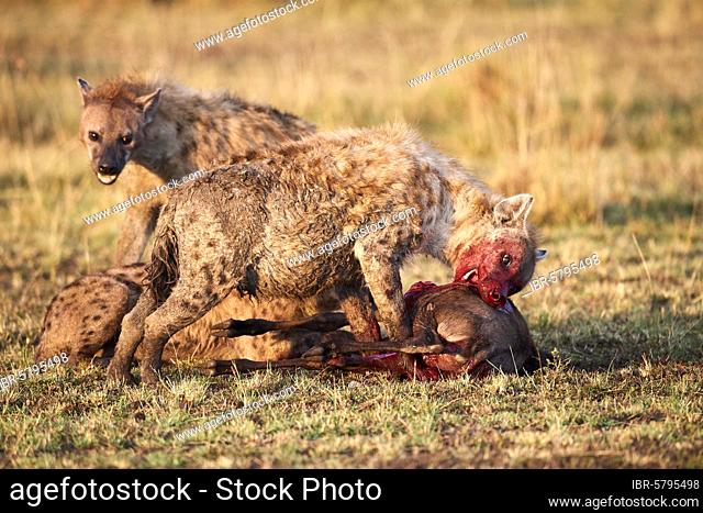 Spotted hyena (Crocuta crocuta) feeding on young Eastern White-bearded Wildebeest (Connochaetes taurinus) Masai Mara National Reserve, Kenya