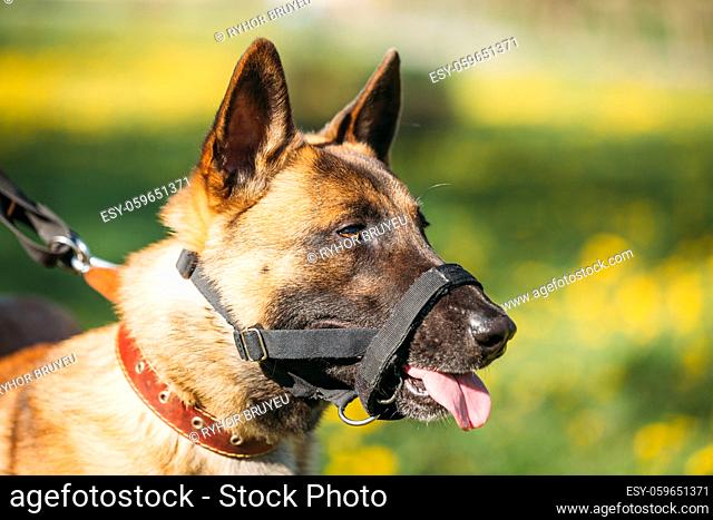 Close Up Portrait Of Malinois Dog With Muzzle. Belgian Shepherd Dog On Green Grass Blurred Background