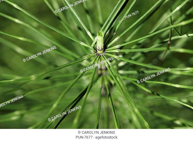 Field horsetail Equisetum arvense abstract