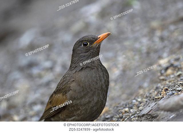 Grey winged blackbird, female, Turdus boulboul, Sattal, Nainital, Uttarakhand, India