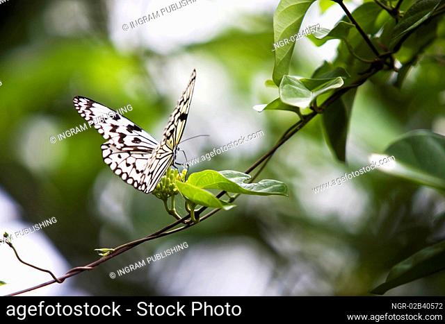 Butterfly landing on tree branch