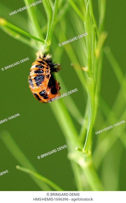 France, Territoire de Belfort, Belfort, garden, Asian lady beetle (Harmonia axyridis), nymph