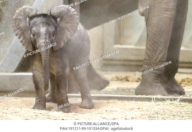 11 December 2019, Saxony-Anhalt, Halle: Born in September, the elephant girl in Halle Zoo is named Elani after her mother Tana in the elephant enclosure at her...