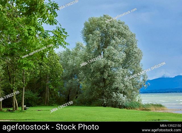 White willow (Salix alba) on Chiemsee, cloudy, Bayern, Deutschland