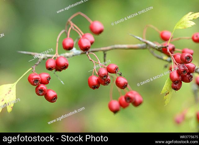 Fruit of the common hawthorn (Crataegus monogyna)