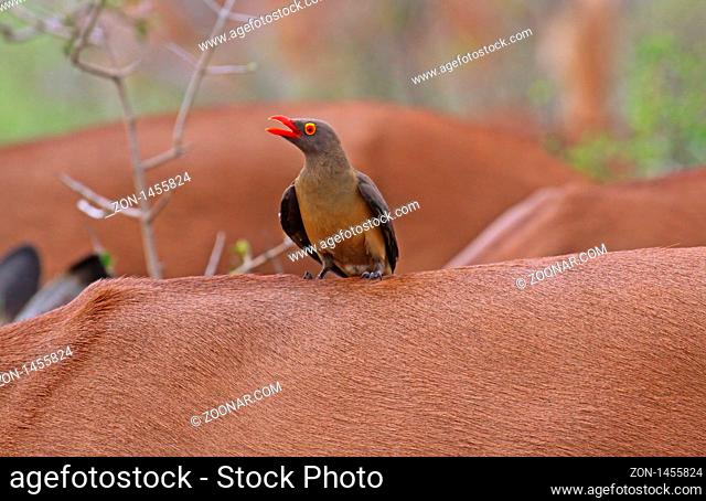 Rotschnabel-Madenhacker auf Impala, Red-billed oxpecker, Südafrika, Kruger Nationalpark, Buphagus erythrorhynchus
