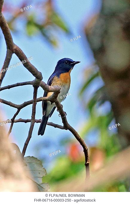 Blue-throated Flycatcher (Cyornis rubeculoides klossi) adult male, perched on twig, Dakdam Highland, Cambodia, January