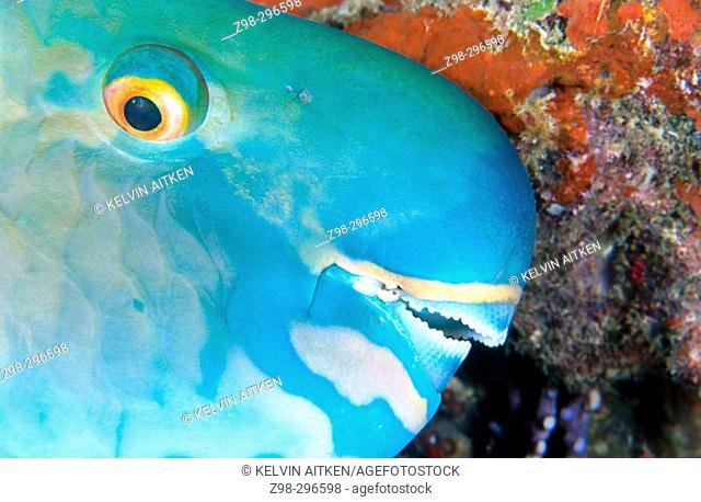 Ember parrotfish (Scarus rubroviolaceus) portrait of sleeping adult
