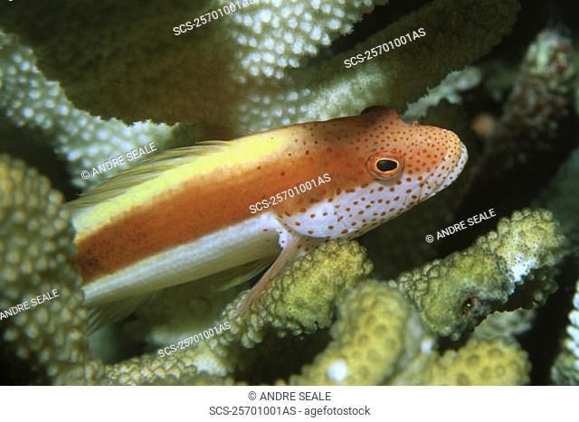 Blackside or freckeled hawkfish, Paracirrhites forsteri, Rongelap, Marshall Islands N Pacific