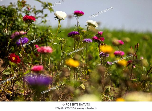 Blooming asters. Asters in green garden. Meadow with flowers. Wild flowers. Asters on field