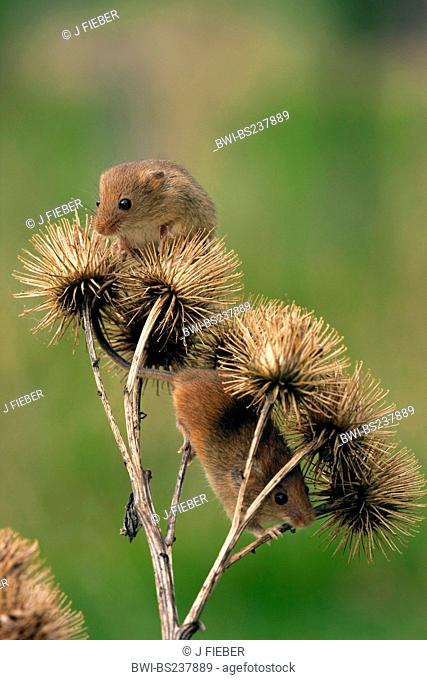 Old World harvest mouse Micromys minutus, climbing on a burdock, Germany, Rhineland-Palatinate