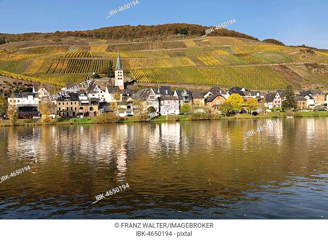 District of Merl with vineyards, Zell an der Mosel, Rhineland-Palatinate, Germany