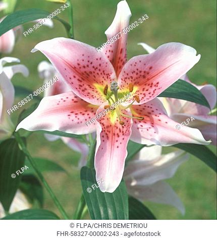 Cultivated Lily Lillium sp 'Star Gazer'