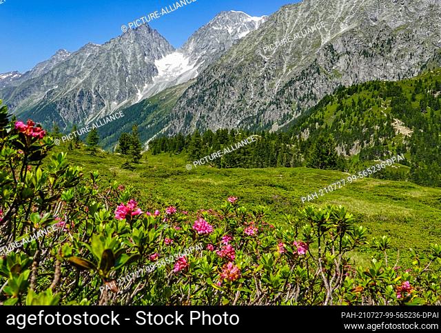 19 July 2021, Austria, Sankt Jakob: Rusty-leaved alpine rose (Rhododendron ferrugineum), also called rusty alpine rose or rusty alpine bush