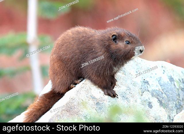 Vancouver Island Marmot, Marmota vancouverensis, Mount Washington, Vancouver Island, BC, Canada