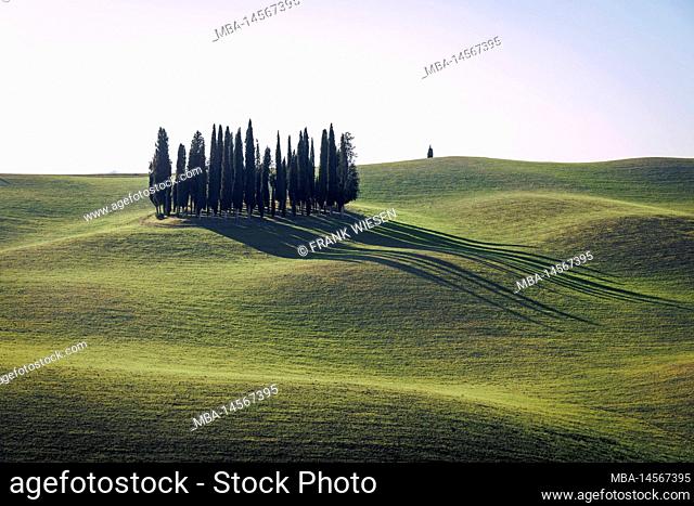 Cypress trees in San Quirico D'Orcia, Tuscany, Italy