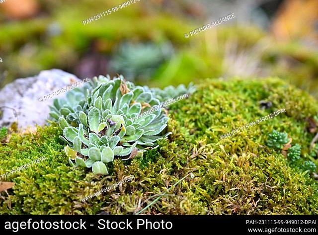 09 November 2023, Baden-Württemberg, Lenningen: The rare saxifrage plant grows in a protected section of a forest in the Swabian Alb near Lenningen