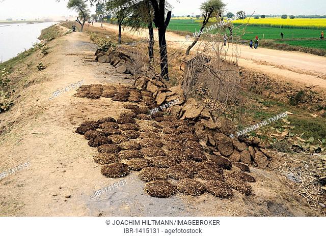 Cow dung drying by the side of the road to be used as fuel, Rajasthan, North India, India, South Asia, Asia