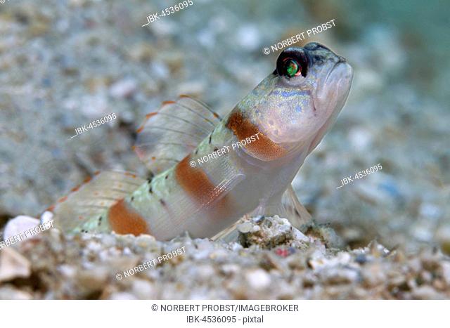 Masked shrimpgoby (Amblyeleotris gymnocephala) in front of cave in the sand, Palawan, Mimaropa, Sulu lake, Pacific Ocean, Philippines