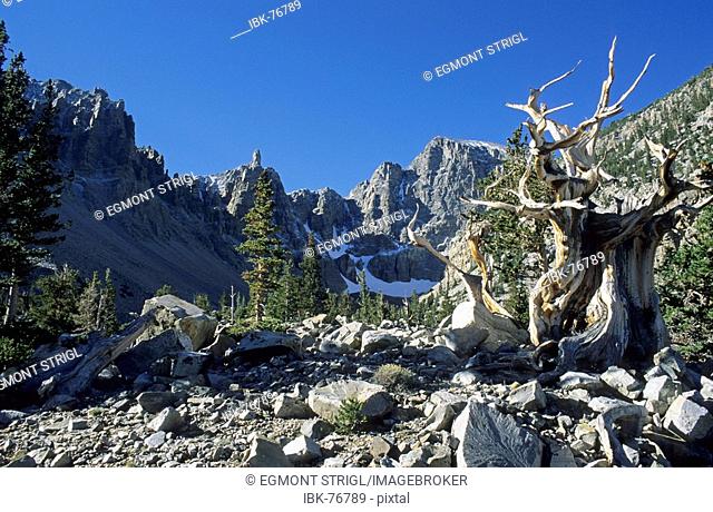 Bristlecone pine at Glacier Valley, Great Basin National Park, Nevada, USA