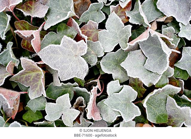 Hoar frost on ivy leaves