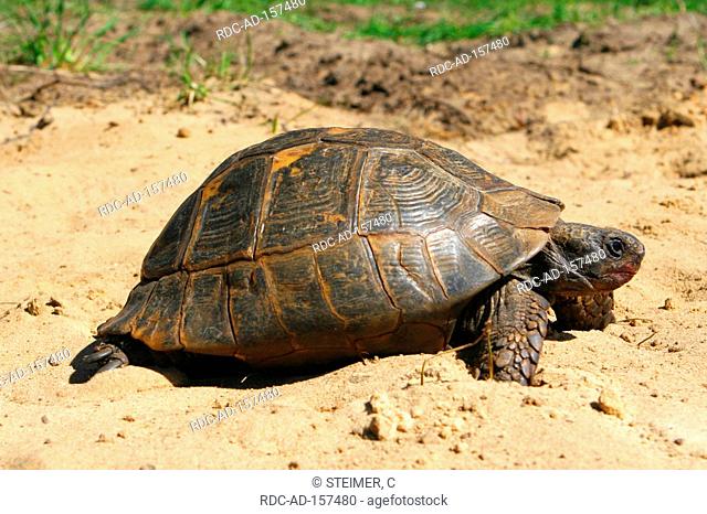 Spur-thighed Tortoise Testudo graeca ibera