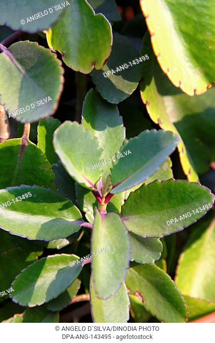 Medicinal plant , Panphuti , botanical name Bryophyllum pinnatum , family Crassulanceae